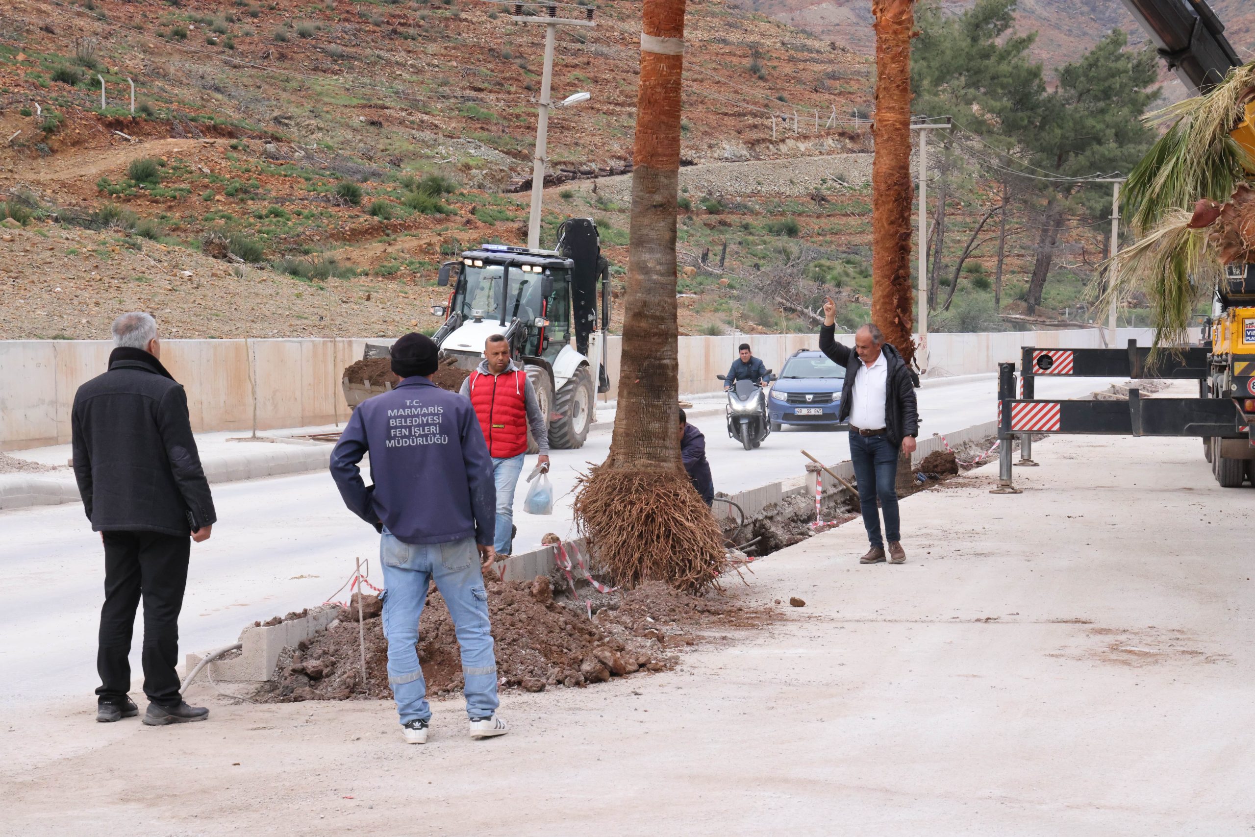 BAKIMI YAPILAN PALMİYELER TEKRAR TOPRAKLA BULUŞTU