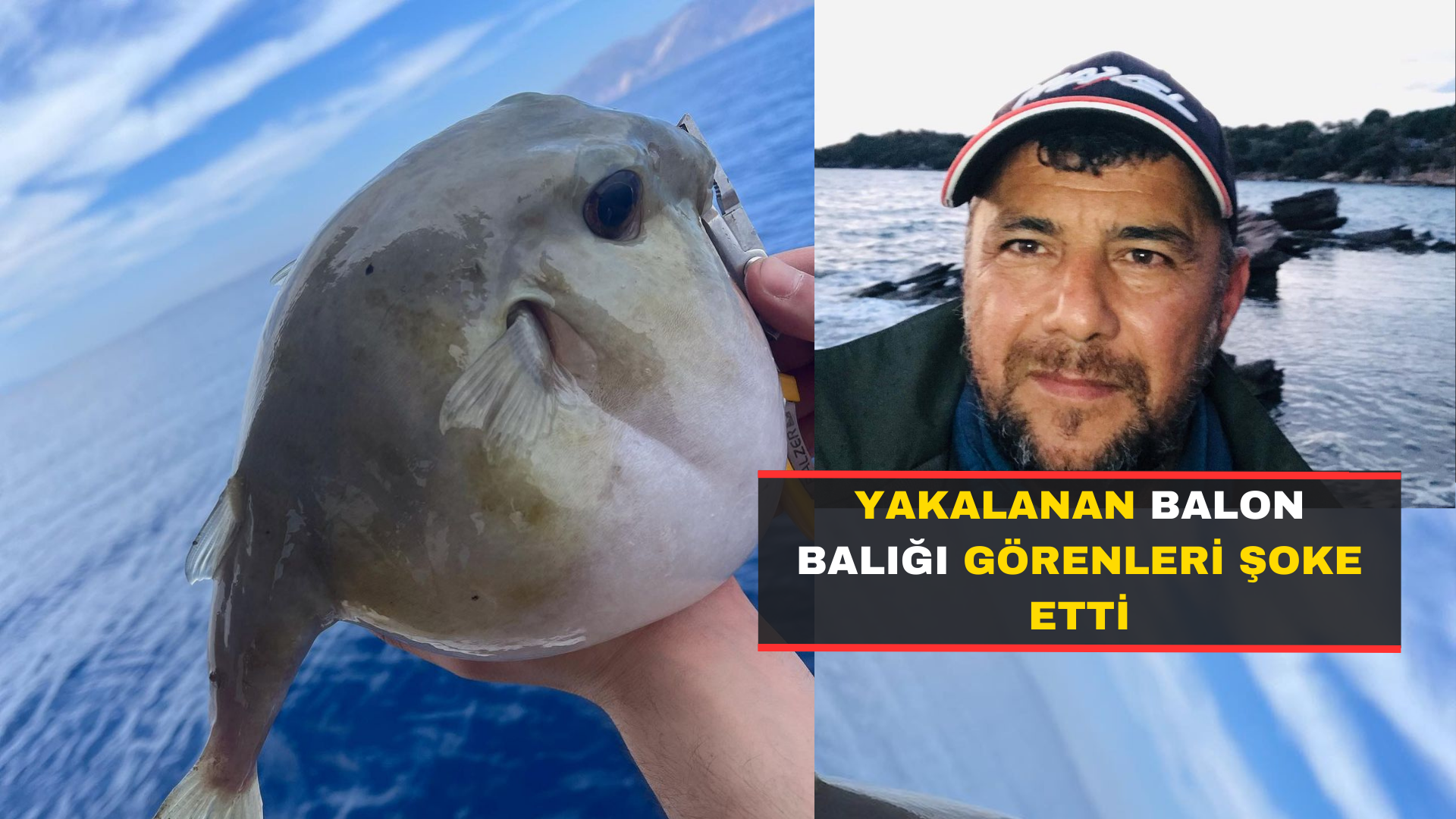 Yakalanan Balon Balığı Görenleri Şoke Etti