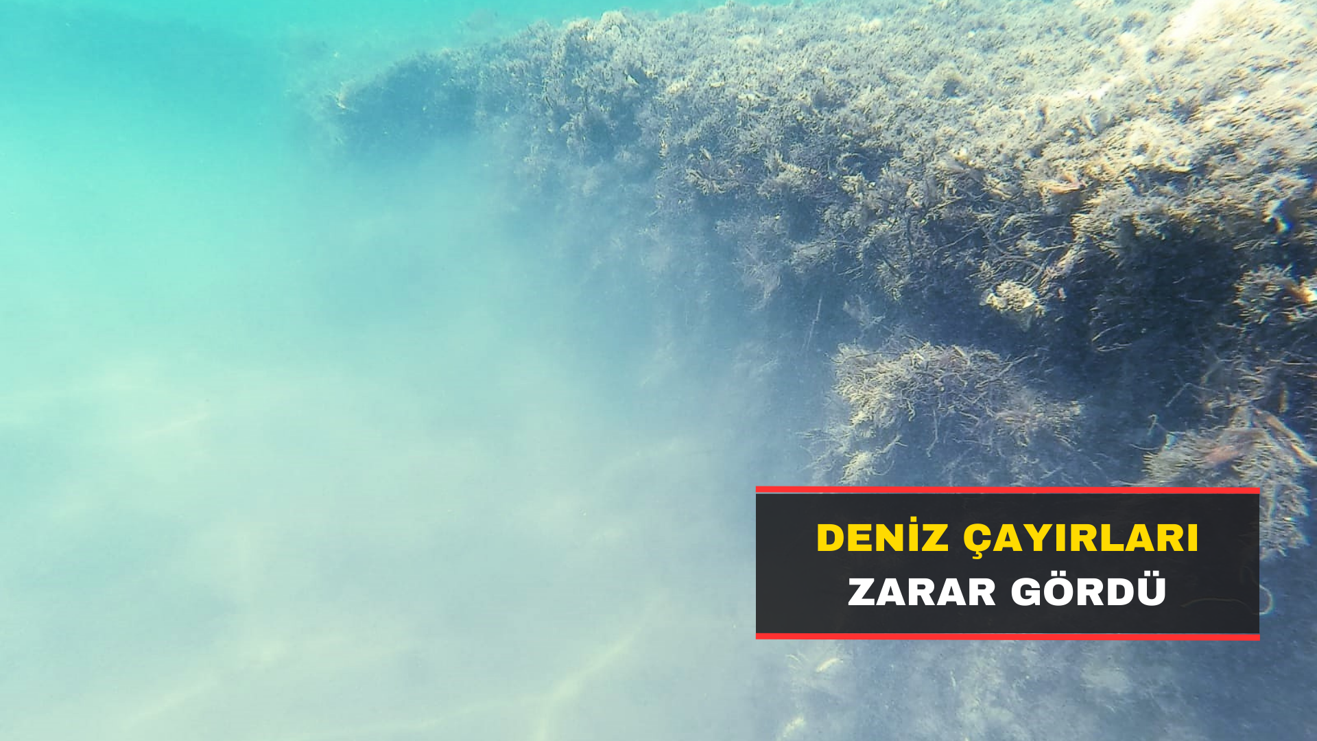 Deniz Çayırları Zarar Gördü