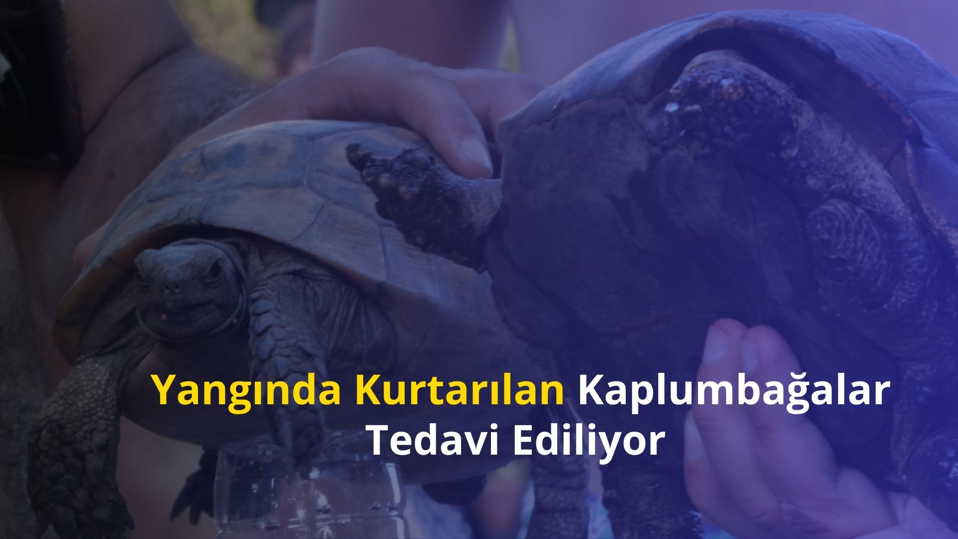 Yangında Kurtarılan Kaplumbağalar Tedavi Ediliyor