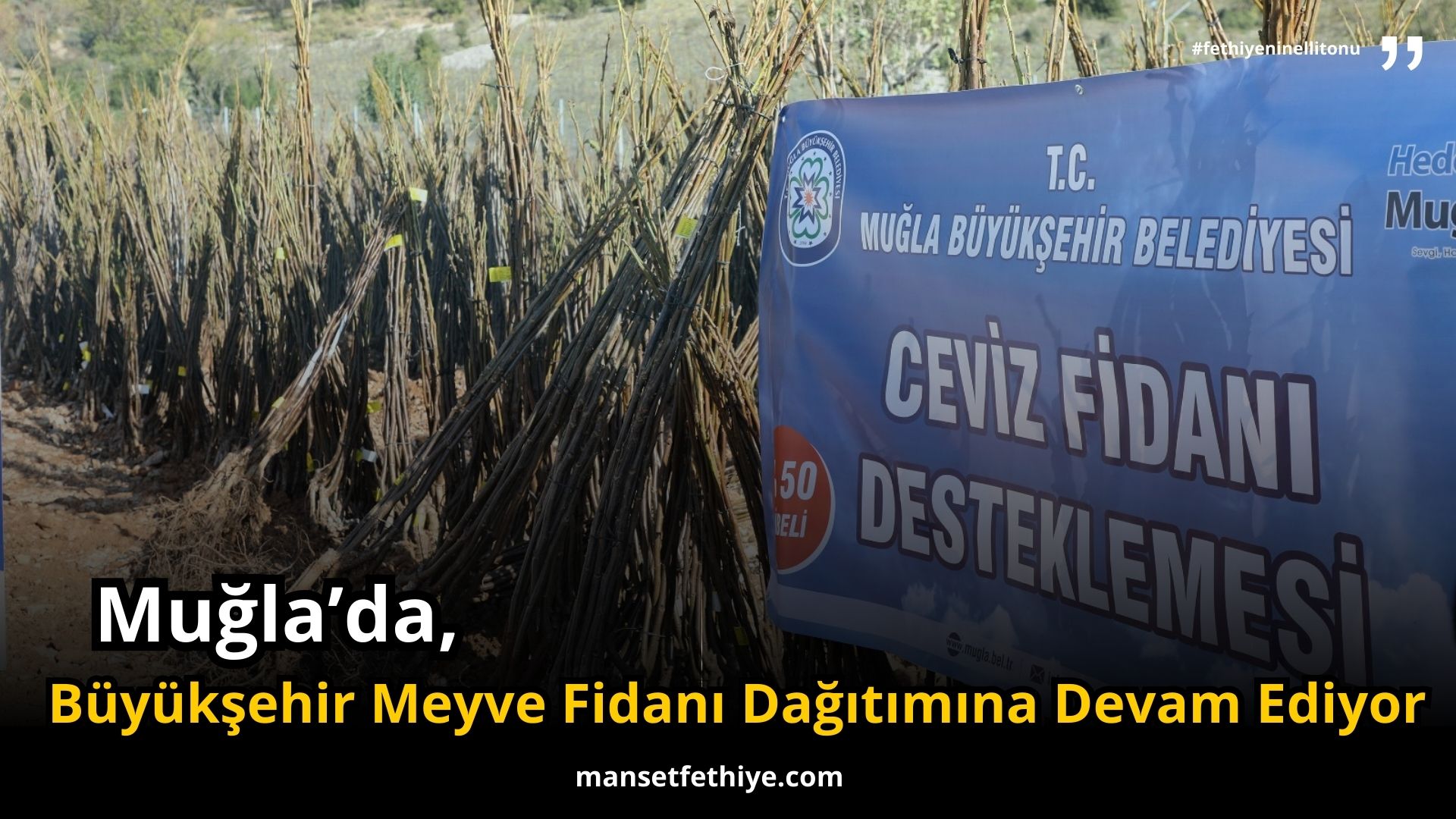 Büyükşehir Meyve Fidanı Dağıtımına Devam Ediyor