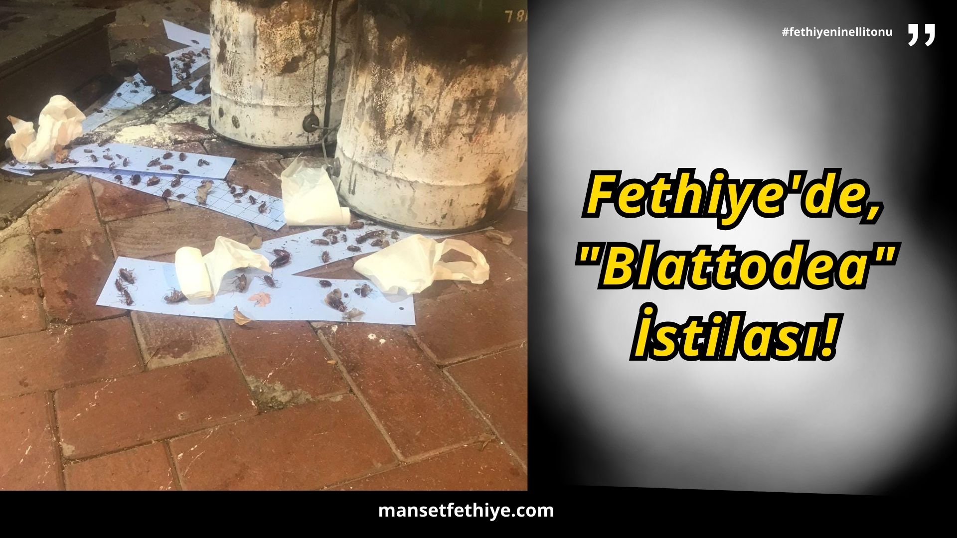 Fethiye’de, “Blattodea” İstilası!