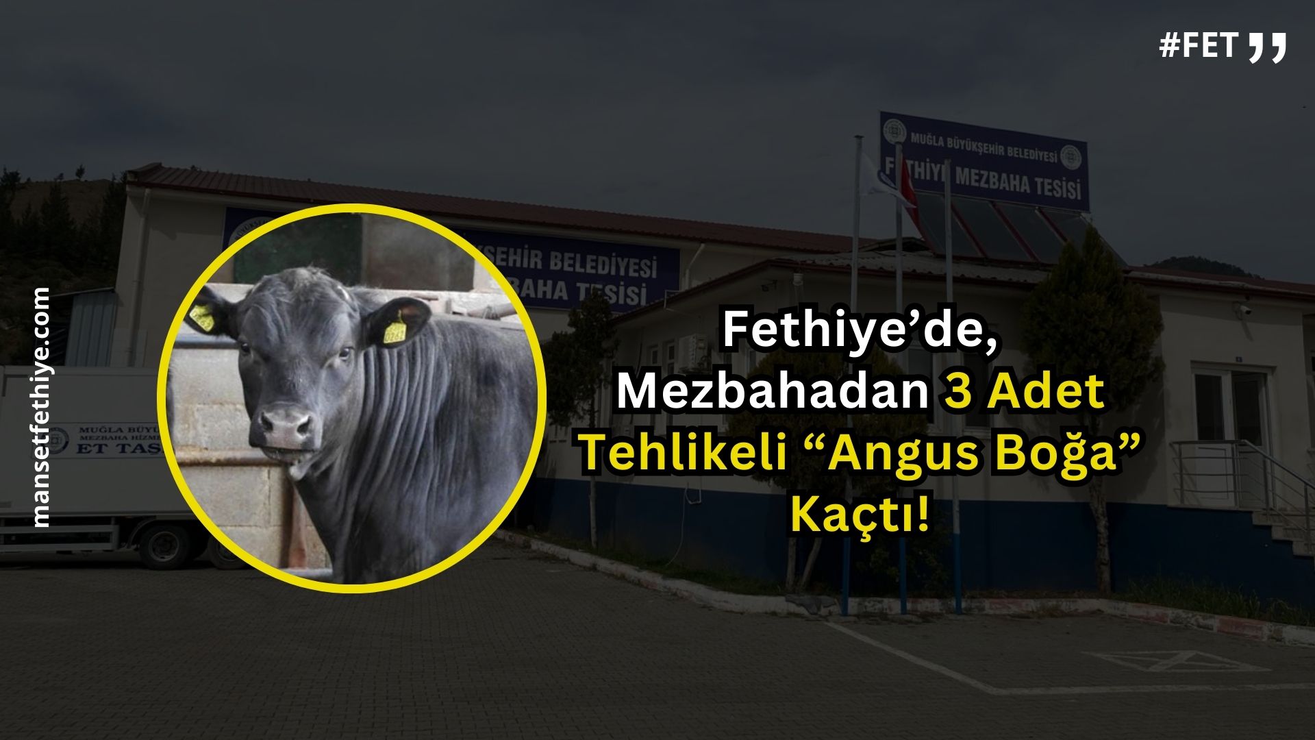 Fethiye’de, Mezbahadan 3 Adet Tehlikeli “Angus Boğa” Kaçtı!