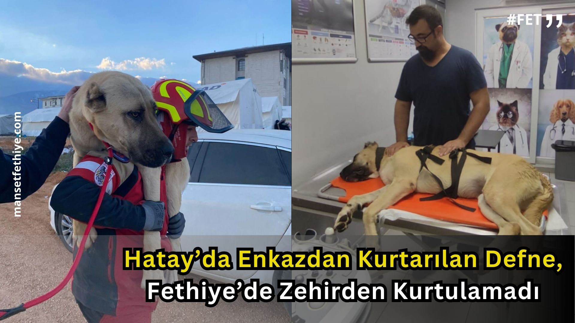 Hatay’da Enkazdan Kurtarılan Defne, Fethiye’de Zehirden Kurtulamadı